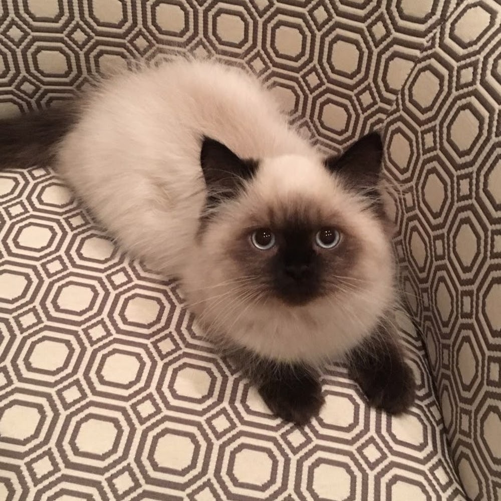 Meet your Posher, Coco